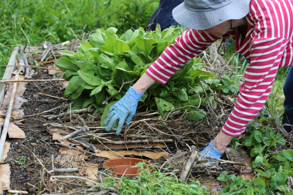 Oya placé dans un carré potager © Nicolas Macaire / LPO